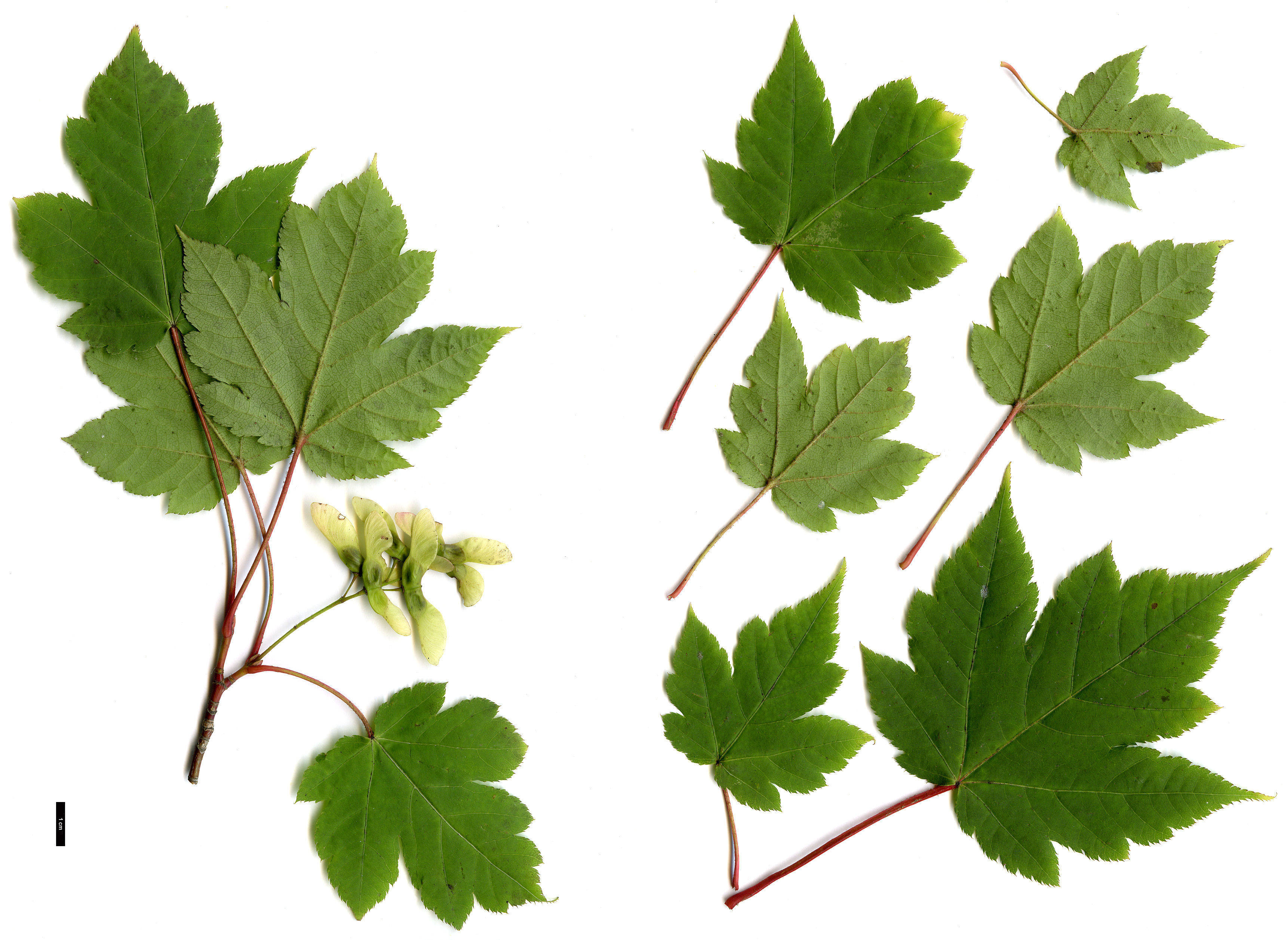 High resolution image: Family: Sapindaceae - Genus: Acer - Taxon: tschonoskii - SpeciesSub: subsp. koreanum